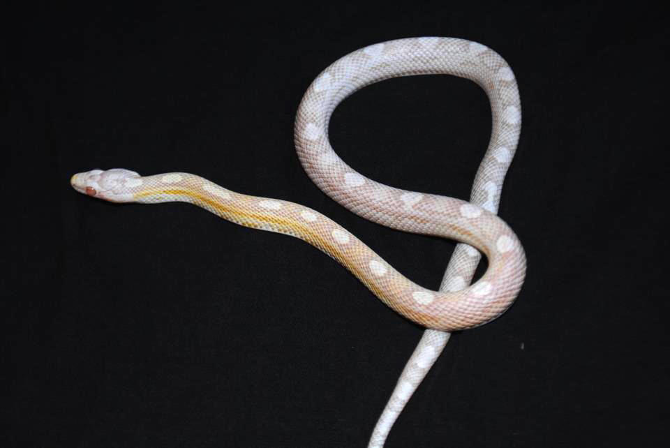 amber corn snake