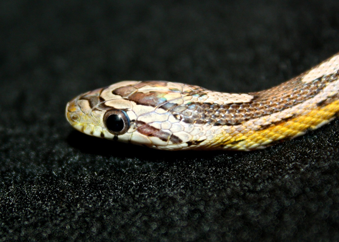 anerythristic motley corn snake